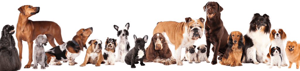 My dog dna sales database